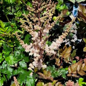 Pink Lightning Astilbe #2 gallon pot
