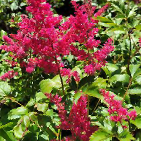 Younique Ruby Red Astilbe #1 gallon pot