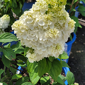Lavalamp Moonrock Hydrangea #2 gallon pot - Bloomin' Easy