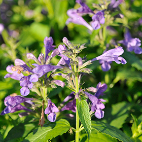 Prelude Purple Catmint #1 gallon pot