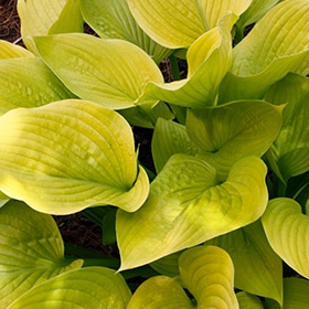 Age of Gold Hosta #1 gallon pot