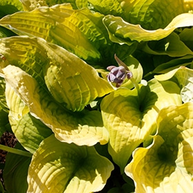 Shadowland Coast to Coast Hosta #1.5 gallon pot - Proven Winners