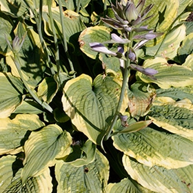 Spartacus Hosta #1.5 gallon pot