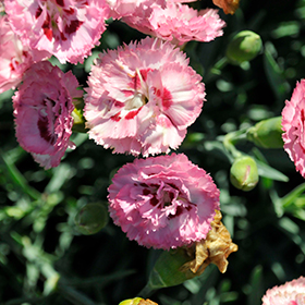 Pretty Poppers Appleblossom Burst Pinks #1 gallon pot