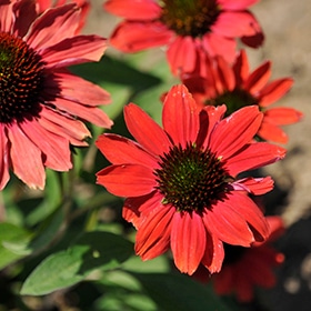 Color Coded Frankly Scarlet Coneflower #1.5 gallon pot - Proven Winners
