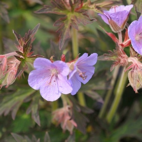 Boom Chocolatta Cranesbill #1.5 gallon pot - Proven Winners