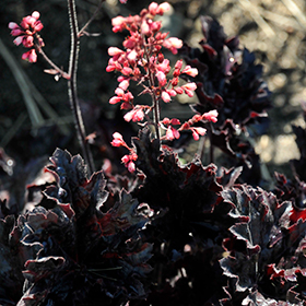 Timeless Night Coral Bells #1 gallon pot