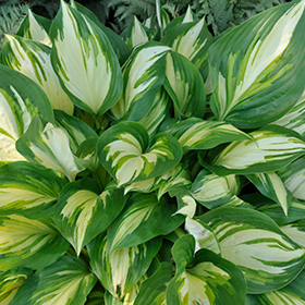 Shadowland Miss America Hosta #1.5 gallon pot - Proven Winners