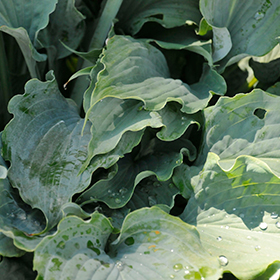 Wind Beneath My Wings Hosta #2 gallon pot