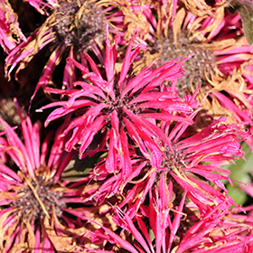 Leading Lady Razzberry Beebalm #1.5 gallon pot - Proven Winners