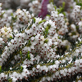 Mediterranean White Heath #1 gallon pot
