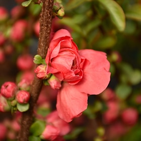 Double Take Peach Flowering Quince #3 gallon pot - Proven Winners
