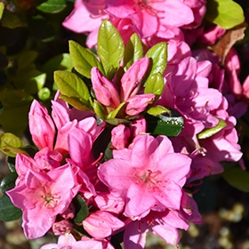 Tradition Azalea #3 gallon pot - 15-18" spread