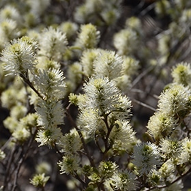 Blue Shadow Fothergilla #3 gallon pot