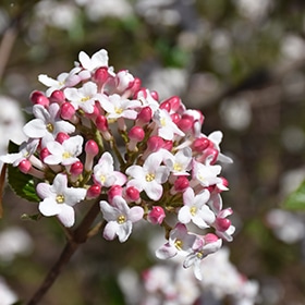 Mohawk Viburnum #5 gallon pot