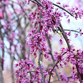Pink Heartbreaker Redbud #15 gallon pot