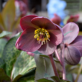 Pippa's Purple Hellebore #1 gallon pot