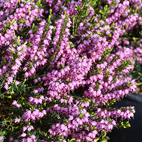 Mediterranean Pink Heath #1 gallon pot