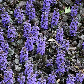 Black Scallop Bugleweed 3.25"/pint pot
