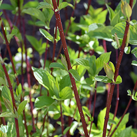 Bailey Red-Twig Dogwood #6 gallon pot
