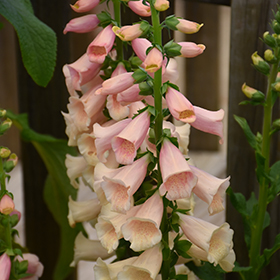 Dalmatian Peach Foxglove #3 gallon pot
