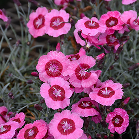 Star Single Peppermint Star Pinks 4.25"/quart pot