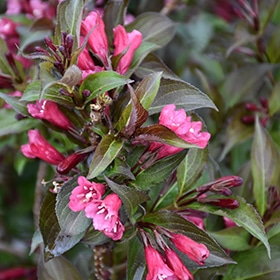 Shining Sensation Weigela #3 gallon pot