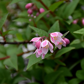 Yuki Cherry Blossom Deutzia #3 gallon pot - Proven Winners