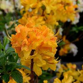 Klondyke Azalea #3 gallon pot