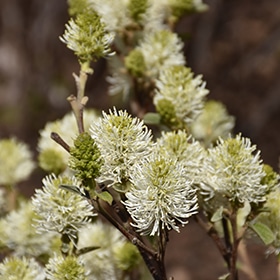 Mt. Airy Fothergilla #3 gallon pot