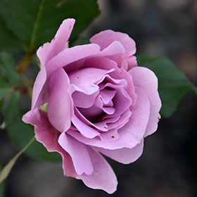 Angel Face Rose #3 gallon pot