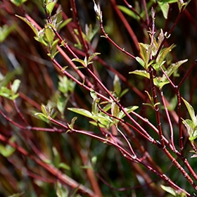 Bailey's Red Twig Dogwood #5 gallon pot