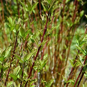 Arctic Fire Red Twig Dogwood #2 gallon pot - Proven Winners