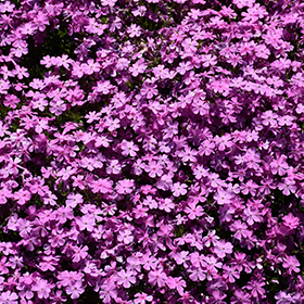 Emerald Pink Moss Phlox 3.25"/pint pot
