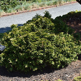 Grune Kugel Arborvitae #3 gallon pot