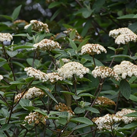 Alleghany Viburnum #3 gallon pot