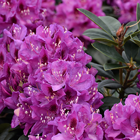Anah Kruschke Rhododendron #10 gallon pot - 30-36" spread
