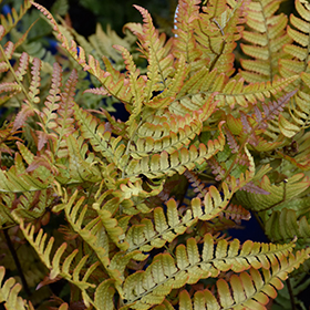 Brilliance Autumn Fern #1 gallon pot