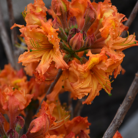 Gibraltar Azalea #3 gallon pot