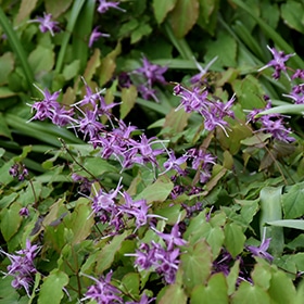 Lilafee Bishop's Hat #1 gallon pot