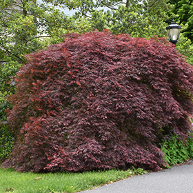 Tamukeyama Japanese Maple #6 gallon pot - 24-30" spread