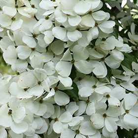 Constellation Flowering Dogwood #15 gallon pot