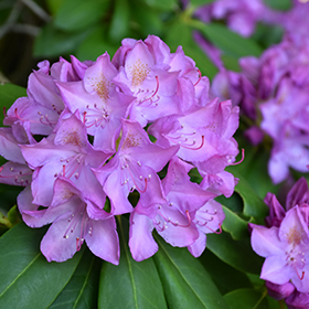 Purpureum Elegans Rhododendron #3 gallon pot