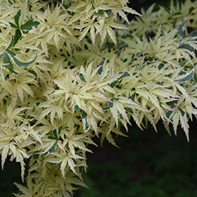 Butterfly Variegated Japanese Maple #15 gallon pot