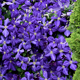 Jackmanii Clematis #1 gallon pot