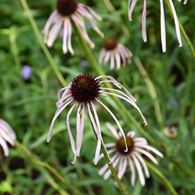 Pale Purple Coneflower #1 gallon pot