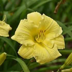 Rainbow Rhythm Going Bananas Daylily #1.5 gallon pot - Proven Winners