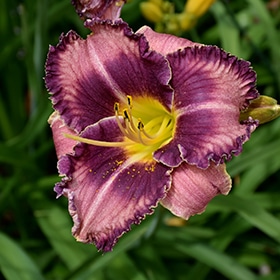 Rock Candy Daylily #3 gallon pot