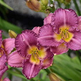 Strutter's Ball Daylily #2 gallon pot