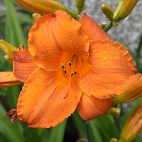Mauna Loa Daylily #1.5 gallon pot
